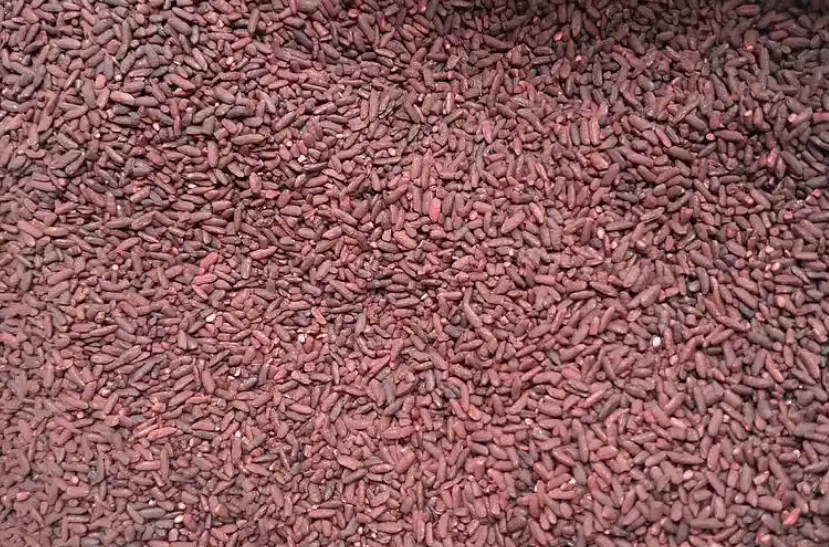 What is the difference between red rice and red yeast rice