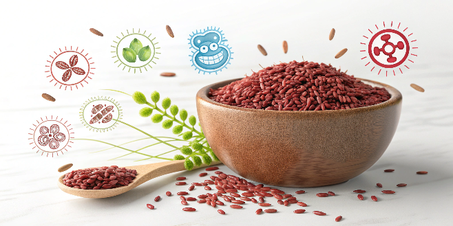 Can Red Yeast Rice Improve Gut Microbiota
